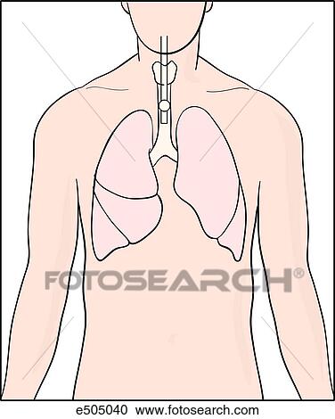 Insert shows how the distal tip of the tube should be above the carina. View Large Illustration Clipart - Insert shows how the distal tip of the tube should be above the carina.. Fotosearch