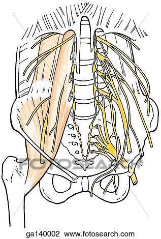 イラスト の 尻 腹部 区域 提示 神経 の 腰の Plexus 筋肉 の これ 区域 ありなさい 見られた 上に 権利 腹部 Side スケッチ Ga Fotosearch