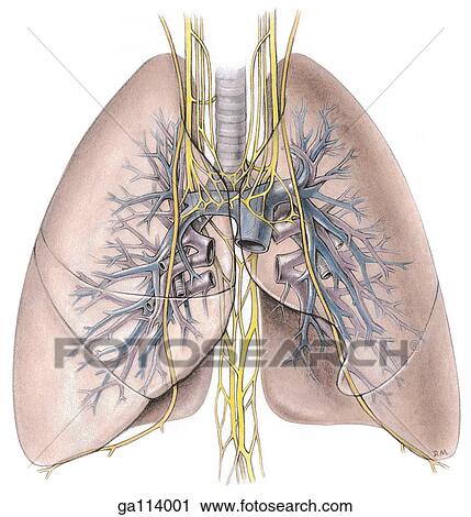 先前的观点 在中 The 肺 肺部 动脉 同时 静脉 同时 支气管 带 他们 Innervation 在以前 The 迷走神经 同时 膈 Nerves 剪贴画 Ga Fotosearch