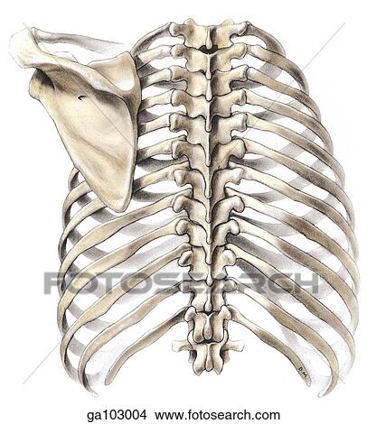後の視野 の 骨の多い 胸郭 提示 Ribcage 椎骨 そして 左 Scapula イラスト Ga Fotosearch