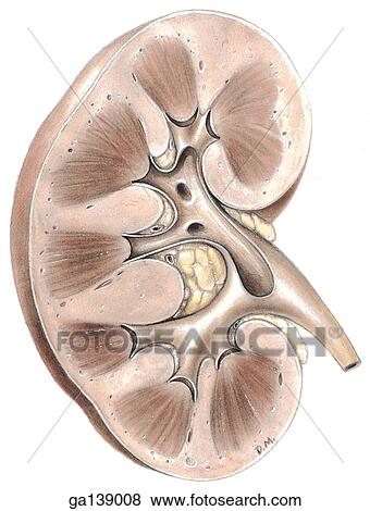 Stock Illustration - A coronal view of a kidney illustrating the ureter and various internal structures.. Fotosearch