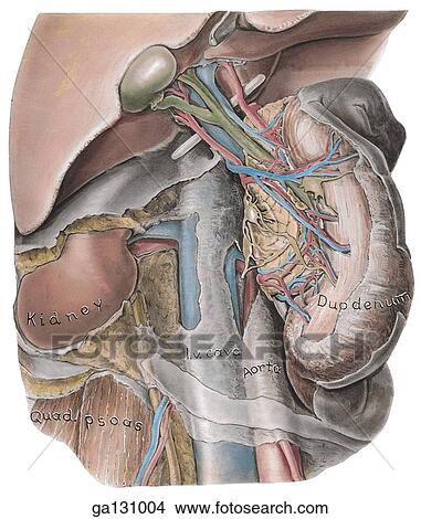Stock Illustration - A further dissection of 2. 36 to expose bile duct. Omental foramen has been enlarged inferiorly; areolar membrane has been removed and duodenum swung quite anteriorly and to the left taking head of pancreas with it.. Fotosearch