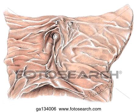 A section of the 2nd part of the duodenum has been opened to illustrate the duodenal papillae. View Large Illustration Stock Illustration - A section of the 2nd part of the duodenum has been opened to illustrate the duodenal papillae.. Fotosearch