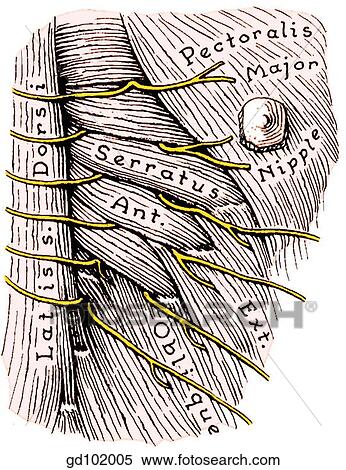 Stock Illustration - Anterior and posterior branches of lateral cutaneous nerves passing between digitations of the serratus anterior muscle.. Fotosearch