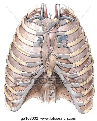 Anterior schematic illustration showing the anatomical relationship of the pleura and lungs with the ribcage. View Large Illustration Drawing - Anterior schematic illustration showing the anatomical relationship of the pleura and lungs with the ribcage.. Fotosearch
