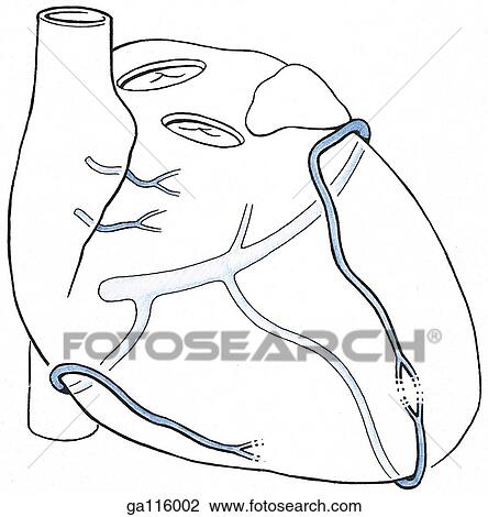 Anterior simple illustration of a heart highlighting the cardiac veins. View Large Illustration Drawing - Anterior simple illustration of a heart highlighting the cardiac veins.. Fotosearch