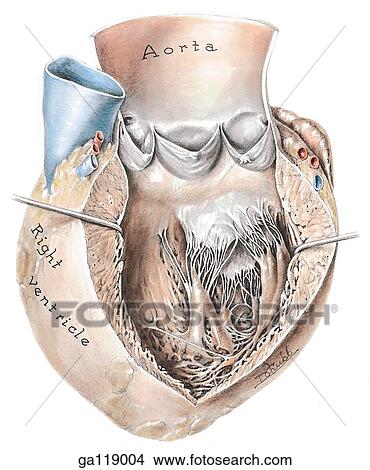 Anterior view of a heart that has been opened and spread apart revealing the left ventricle. View Large Illustration Stock Illustration - Anterior view of a heart that has been opened and spread apart revealing the left ventricle.. Fotosearch