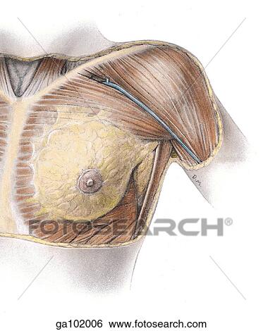 Anterior view of a superficial dissection of the female pectoral region