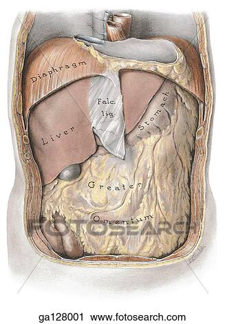 Clip Art - Anterior view of abdominal cavity, skin and musles of anterior abdominal wall cut away to reveal contents undisturbed. Wall section cut from this illustration shown in 2. 18B.. Fotosearch