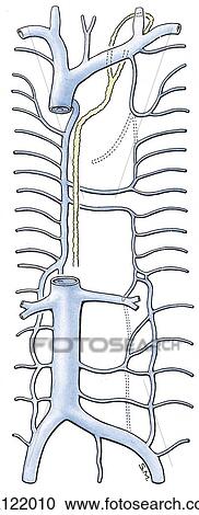 Anterior view of azygos, hemiazygos, posterior intercostal and lumbar veins displayed without surrounding anatomy. View Large Illustration Clipart - Anterior view of azygos, hemiazygos, posterior intercostal and lumbar veins displayed without surrounding anatomy.. Fotosearch