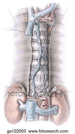 Drawing - Anterior view of azygos system of veins, a portion of the superior vena cava has been removed to reveal underlying branches of venous system anterior to vertebral column.. Fotosearch