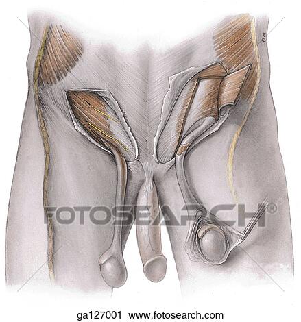 Anterior view of coverings of spermatic cord and testis. Aponeurosis of external oblique muscle incised and reflected, revealing deeper internal oblique muscle Window in internal oblique muscle exposes deeper transversus abdominis muscle. View Large Illustration Clip Art - Anterior view of coverings of spermatic cord and testis. Aponeurosis of external oblique muscle incised and reflected, revealing deeper internal oblique muscle Window in internal oblique muscle exposes deeper transversus abdominis muscle.. Fotosearch