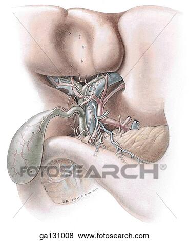 Stock Illustration - Anterior view of deep anterior surface of gallbladder, vessels in porta hepatis, and fossa of gallbladder. Liver has been reflected superiorly, gallbladder freed from its bed and turned inferiorly and to the right.. Fotosearch
