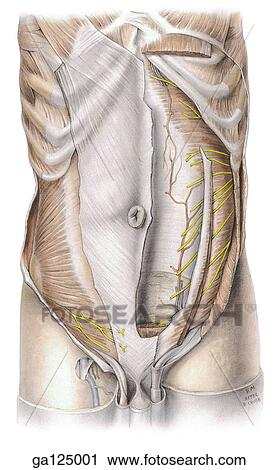 Anterior view of deep dissection of anterior abdominal wall. On right side most of external oblique muscle is excised. On left, rectus abdominis muscle is excised and internal oblique muscle is divided. Arrows indicate levels of 2. 7B, C, and D. View Large Illustration Clip Art - Anterior view of deep dissection of anterior abdominal wall. On right side most of external oblique muscle is excised. On left, rectus abdominis muscle is excised and internal oblique muscle is divided. Arrows indicate levels of 2. 7B, C, and D.. Fotosearch