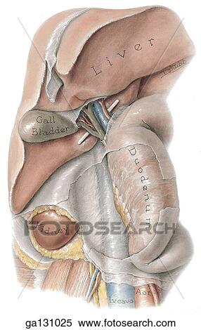 Stock Illustration - Anterior view of exposed bile duct. Lesser omentum and transverse colon removed, peritoneum cut along right border of duodenum, duodenum swung anteriorly.. Fotosearch