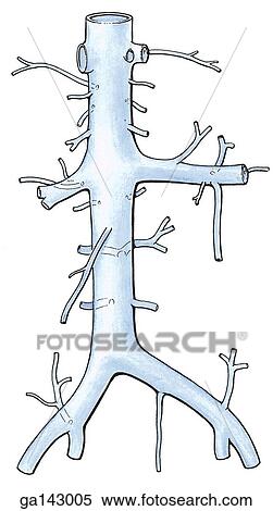 Stock Illustration - Anterior view of inferior vena cava and its tributaries. These tributaries correspond to the branches of the aorta as in Fig 2. 100.. Fotosearch