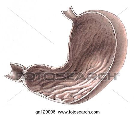 Stock Illustration - Anterior view of internal surface of the stomach showing rugae.. Fotosearch