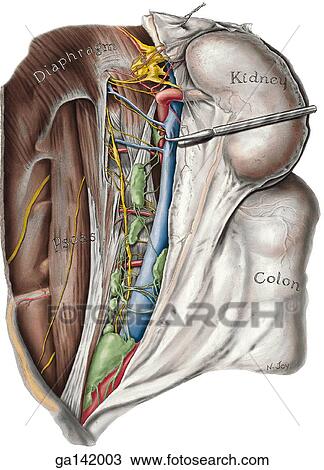 Anterior view of kidney region: right suprarenal gland, kidney, ureter, and colon are reflected; inferior vena cava pulled medially to reveal splanchnic nerves, celiac ganglion and sympathetic trunk. View Large Illustration Drawing - Anterior view of kidney region: right suprarenal gland, kidney, ureter, and colon are reflected; inferior vena cava pulled medially to reveal splanchnic nerves, celiac ganglion and sympathetic trunk.. Fotosearch