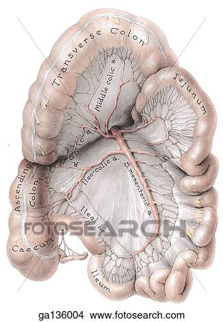 Anterior view of large and small intestine, with transverse colon reflected to reveal superior mesenteric artery. Peritoneum has been partially stripped off. View Large Illustration Stock Illustration - Anterior view of large and small intestine, with transverse colon reflected to reveal superior mesenteric artery. Peritoneum has been partially stripped off.. Fotosearch