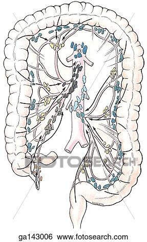 Stock Illustration - Anterior view of large intestine, isolated and spread to show color coded groups of lymph nodes. Arrows indicate direction of drainage.. Fotosearch
