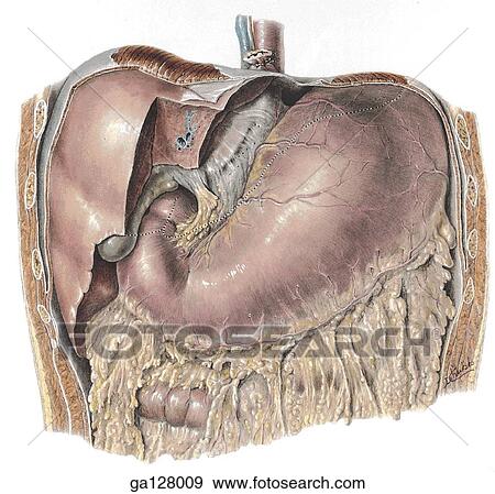 Anterior view of lesser and greater omenta. Stomach is inflated with air, and left part of liver is cut away, outline of a complete liver demarcated with a dotted line. View Large Illustration Stock Illustration - Anterior view of lesser and greater omenta. Stomach is inflated with air, and left part of liver is cut away, outline of a complete liver demarcated with a dotted line.. Fotosearch