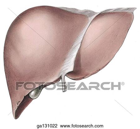 Anterior view of liver removed from body. View Large Illustration Drawing - Anterior view of liver removed from body.. Fotosearch