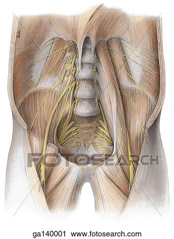 Clip Art - Anterior view of lumbar plexus and vertebral attachment of diaphragm. The psoas muscle on the right side has been removed exposing the femoral nerve and lumbrosacral trunk.. Fotosearch