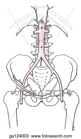 Anterior view of musculature and innervation of posterior abdominal wall and the attachments to the skeleton of that region. View Large Illustration Drawing - Anterior view of musculature and innervation of posterior abdominal wall and the attachments to the skeleton of that region.. Fotosearch