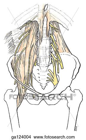 Stock Illustration - Anterior view of musculature and innervation of posterior abdominal wall and the attachments to the skeleton of that region.. Fotosearch