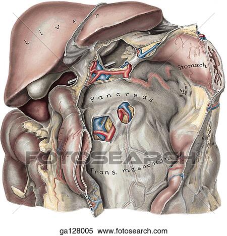 Stock Illustration - Anterior view of omental bursa, opened to show underlying anatomy. Stomach has been sectioned sagitally; the two parts turned to the left and right.. Fotosearch