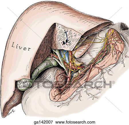 Anterior view of porta hepatitis area of abdomen, left part of liver and peritoneum is cut away to reveal vagus nerves. View Large Illustration Stock Illustration - Anterior view of porta hepatitis area of abdomen, left part of liver and peritoneum is cut away to reveal vagus nerves.. Fotosearch