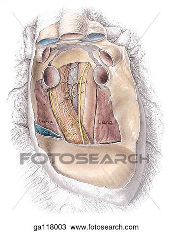 Anterior view of posterior relations of heart and pericardium: heart has been excised, fibrous and parietal layers of serous pericardium have been removed from posterior and lateral to the oblique sinus to reveal anatomy beneath. View Large Illustration Drawing - Anterior view of posterior relations of heart and pericardium: heart has been excised, fibrous and parietal layers of serous pericardium have been removed from posterior and lateral to the oblique sinus to reveal anatomy beneath.. Fotosearch