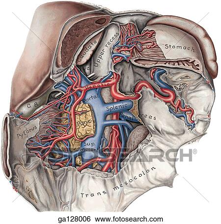 Anterior view of posterior wall of omental bursa. Peritoneum of posterior wall has mostly been removed, and a section of pancreas excised. View Large Illustration Stock Illustration - Anterior view of posterior wall of omental bursa. Peritoneum of posterior wall has mostly been removed, and a section of pancreas excised.. Fotosearch