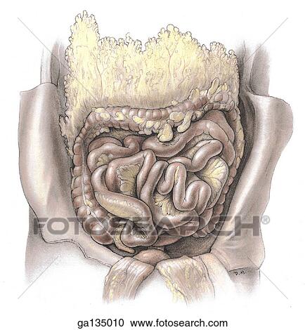 Anterior view of small and large intestines in situ, greater omentum reflected. Ileum reflected to expose vermiform appendix. View Large Illustration Clipart - Anterior view of small and large intestines in situ, greater omentum reflected. Ileum reflected to expose vermiform appendix.. Fotosearch