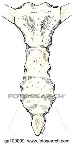Stock Illustration - Anterior view of sternum showing the costal notches, the jugular (suprasternal) notch, and the xiphoid process.. Fotosearch