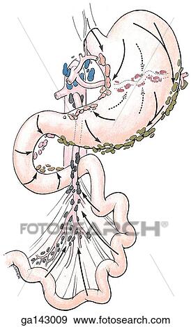 Anterior view of stomach and small intestine, isolated, with color coded groups of lymph nodes. Arrows indicate direction of drainage. View Large Illustration Stock Illustration - Anterior view of stomach and small intestine, isolated, with color coded groups of lymph nodes. Arrows indicate direction of drainage.. Fotosearch