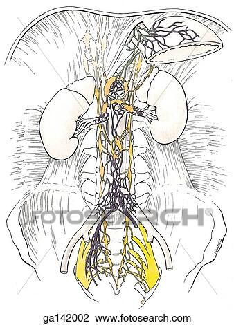 Drawing - Anterior view of the abdominal cavity with all digestive organs removed illustrating the autonomic nervous supply.. Fotosearch
