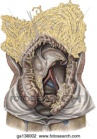 Anterior view of the abdominal region. Greater omentum, stomach and transverse colon have been reflected upward. Small intestines have been removed to reveal the abdominal aorta bifurcation and the peritoneum of the posterior wall. View Large Illustration Drawing - Anterior view of the abdominal region. Greater omentum, stomach and transverse colon have been reflected upward. Small intestines have been removed to reveal the abdominal aorta bifurcation and the peritoneum of the posterior wall.. Fotosearch