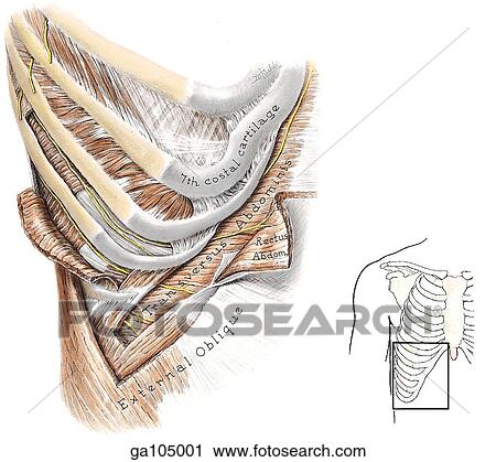 Anterior view of the anterior ends of the inferior intercostal spaces. Portions of muscles have been dissected to reveal intercostal nerves. The image to the right indicates the orientation of 1. 18. View Large Illustration Clip Art - Anterior view of the anterior ends of the inferior intercostal spaces. Portions of muscles have been dissected to reveal intercostal nerves. The image to the right indicates the orientation of 1. 18.. Fotosearch