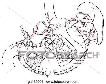 Clip Art - Anterior view of the arteries of the stomach and spleen. Portions of the serous and muscular coats are removed revealing anastomotic networks in the submucous coat.. Fotosearch