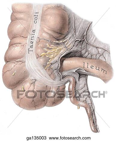 Drawing - Anterior view of the blood supply of ileocecal region.. Fotosearch