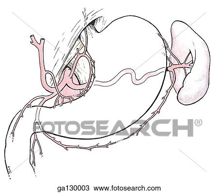 Anterior view of the celiac artery and its branches supplying the stomach and spleen. View Large Illustration Drawing - Anterior view of the celiac artery and its branches supplying the stomach and spleen.. Fotosearch