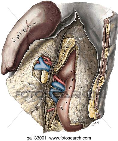 Clip Art - Anterior view of the exposure of the left kidney and suprarenal gland. The spleen and the splenorenal ligament are turned anteriorly.. Fotosearch