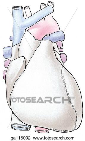 Anterior view of the heart with pericardium and great vessels. View Large Illustration Drawing - Anterior view of the heart with pericardium and great vessels.. Fotosearch