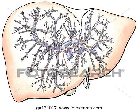 Stock Illustration - Anterior view of the intrahepatic courses of the portal vein, hepatic artery and bile passages within a simple drawing of the liver.. Fotosearch