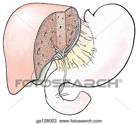 Anterior view of the lesser omentum. Two sagittal cuts have been made through the liver: one at the fissure for ligamentum venosum and the other at right limit of porta hepatis. View Large Illustration Drawing - Anterior view of the lesser omentum. Two sagittal cuts have been made through the liver: one at the fissure for ligamentum venosum and the other at right limit of porta hepatis.. Fotosearch