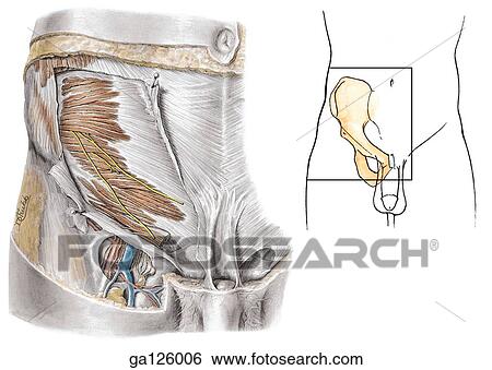 Diagram Of Male Groin Area : Contents Of Inguinal Canal Page 1 Line