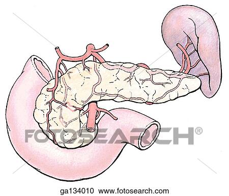 Clipart - Anterior view of the pancreas, duodenum and spleen showing blood supply including the pancreatic and pancreaticoduodenal arteries. Fotosearch