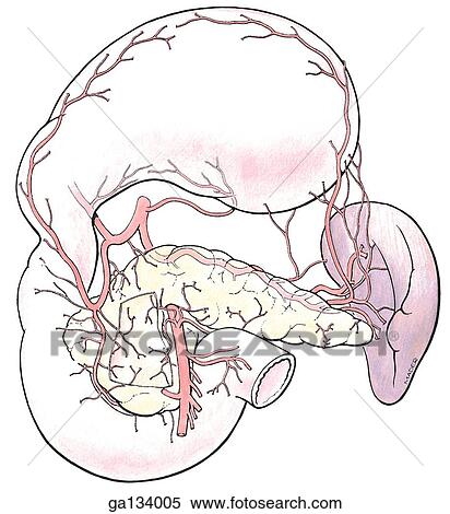 Stock Illustration - Anterior view of the pancreas, duodenum and spleen showing blood supply. Stomach is also shown and is reflected superiorly.. Fotosearch