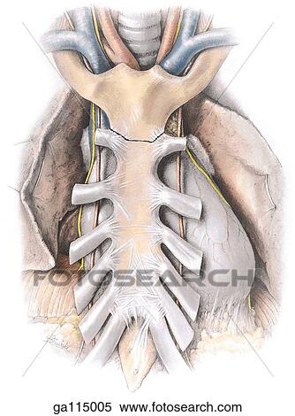 Anterior view of the pericardial sac and its relation to the sternum. View Large Illustration Stock Illustration - Anterior view of the pericardial sac and its relation to the sternum.. Fotosearch